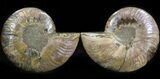 Sliced Ammonite Pair - Exceptional Example #41176-1